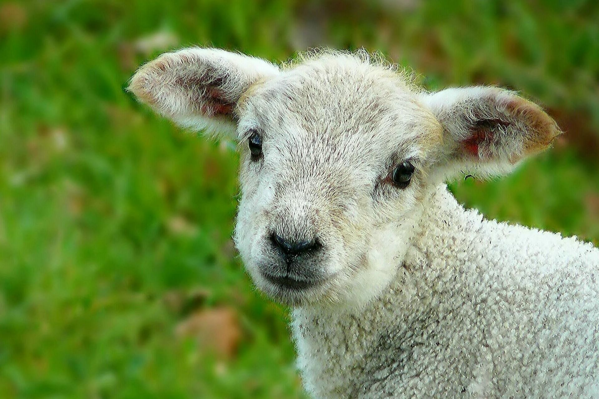 Veterinary Services in Nine Mile Falls, WA Suncrest Veterinary Services