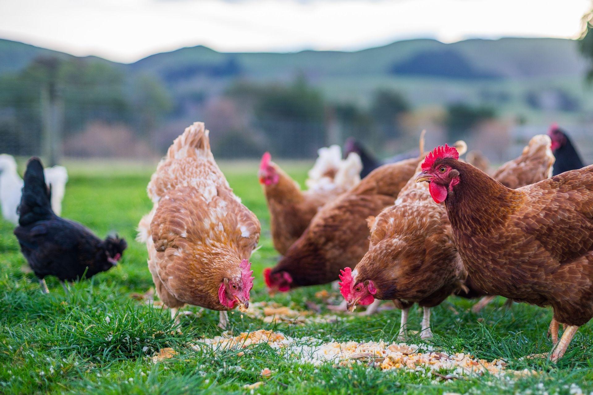 Pet Information & Tips Nine Mile Falls, WA Suncrest Veterinary Services