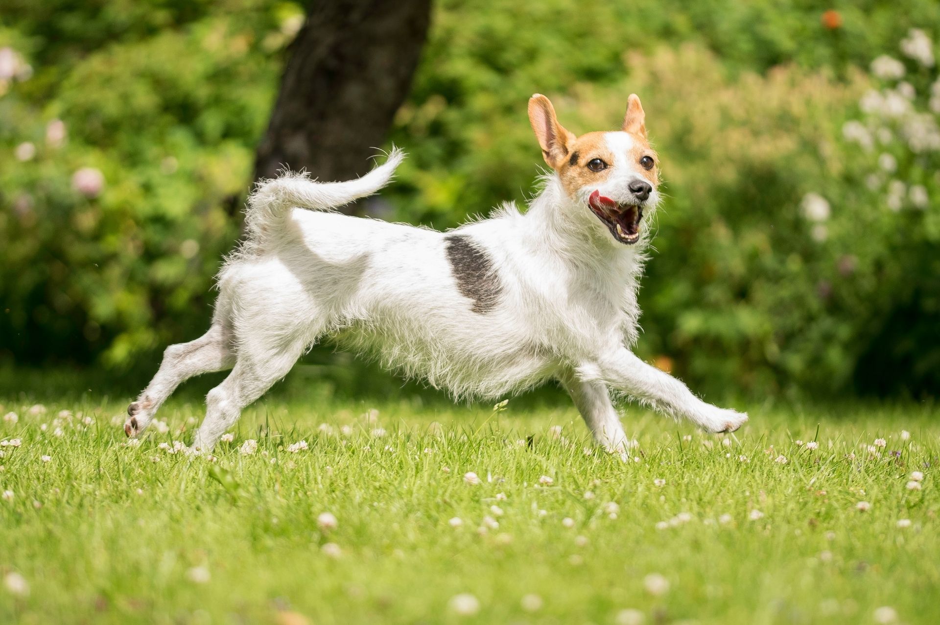 Veterinary Appointment Nine Mile Falls, WA - Suncrest Veterinary Services