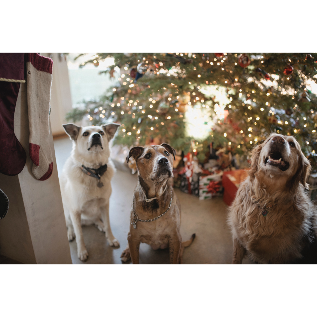 4-holiday-diy-pet-toy-ideas-suncrest-veterinary-services