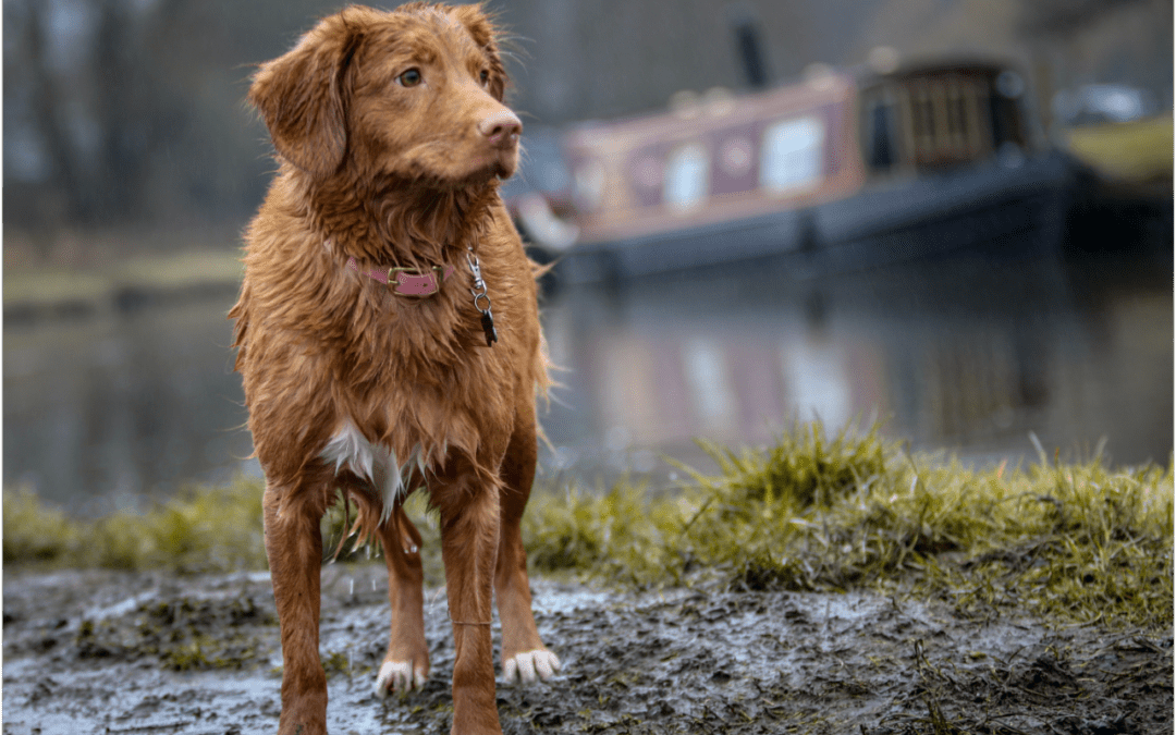 Dog standing in muddy water looking wet and cold