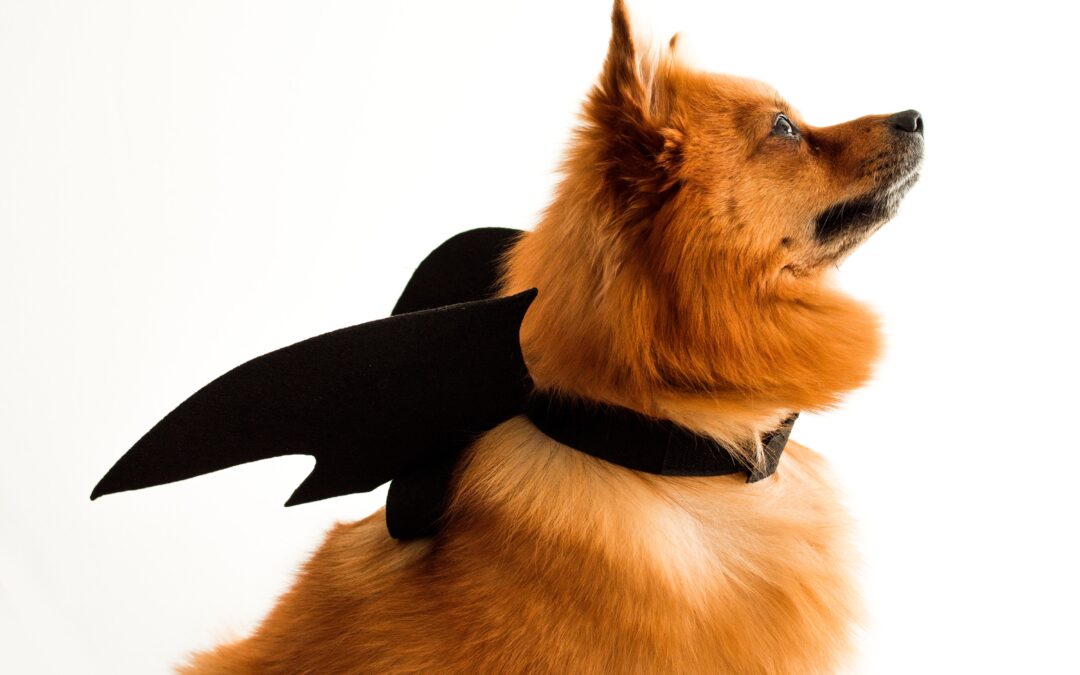 Halloween Pet Safety: Protecting Your Furry Friends